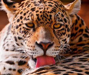 Preview wallpaper leopard, face, close-up, big cat