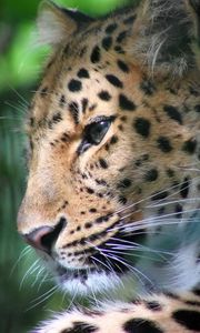 Preview wallpaper leopard, face, color, big cat, predator