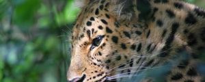 Preview wallpaper leopard, face, color, big cat, predator