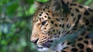 Preview wallpaper leopard, face, color, big cat, predator