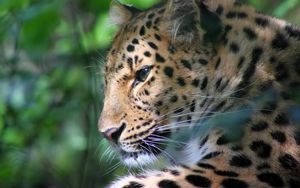 Preview wallpaper leopard, face, color, big cat, predator