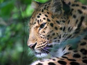 Preview wallpaper leopard, face, color, big cat, predator