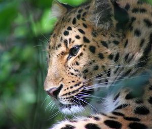 Preview wallpaper leopard, face, color, big cat, predator