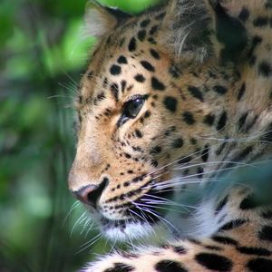 Preview wallpaper leopard, face, color, big cat, predator
