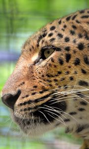 Preview wallpaper leopard, face, color, profile, predator