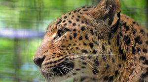 Preview wallpaper leopard, face, color, profile, predator