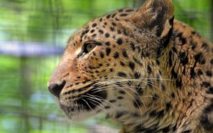 Preview wallpaper leopard, face, color, profile, predator