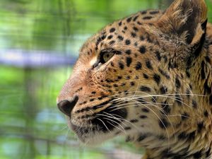 Preview wallpaper leopard, face, color, profile, predator