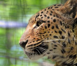 Preview wallpaper leopard, face, color, profile, predator