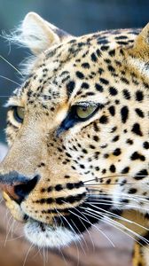 Preview wallpaper leopard, face, color, predators, big cat