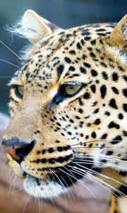 Preview wallpaper leopard, face, color, predators, big cat