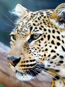 Preview wallpaper leopard, face, color, predators, big cat