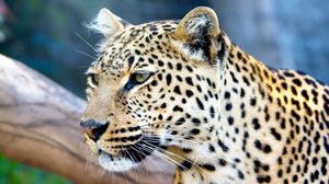 Preview wallpaper leopard, face, color, predators, big cat