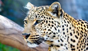 Preview wallpaper leopard, face, color, predators, big cat