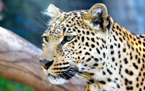 Preview wallpaper leopard, face, color, predators, big cat