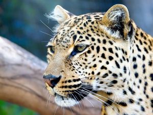 Preview wallpaper leopard, face, color, predators, big cat