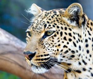 Preview wallpaper leopard, face, color, predators, big cat