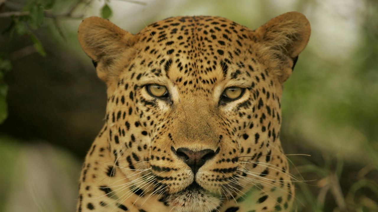 Wallpaper leopard, face, color, eyes