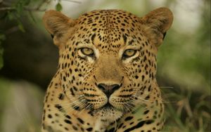 Preview wallpaper leopard, face, color, eyes