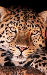 Preview wallpaper leopard, face, dark, spotted