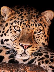 Preview wallpaper leopard, face, dark, spotted