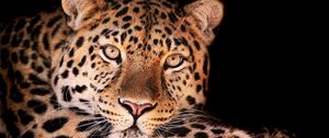 Preview wallpaper leopard, face, dark, spotted