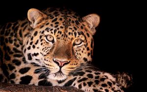 Preview wallpaper leopard, face, dark, spotted