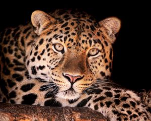 Preview wallpaper leopard, face, dark, spotted