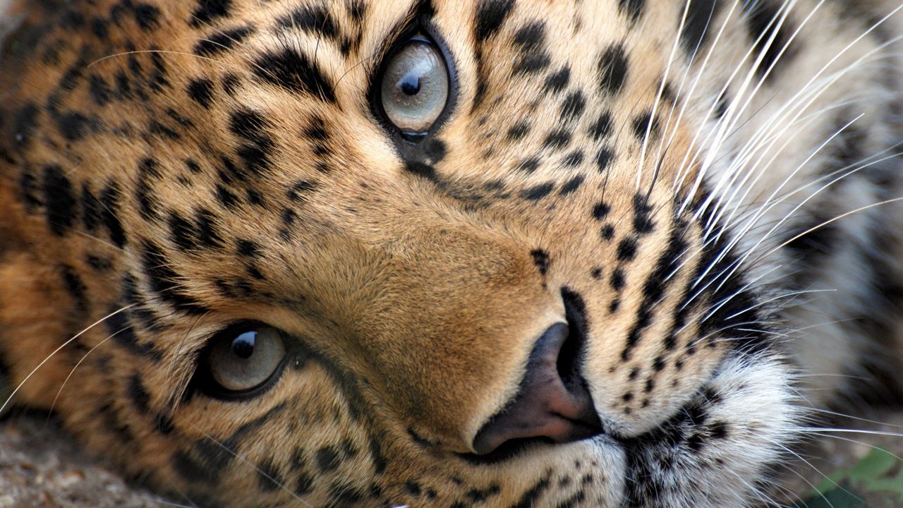 Wallpaper leopard, face, eyes, relax, grass