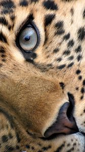 Preview wallpaper leopard, face, eyes, relax, grass