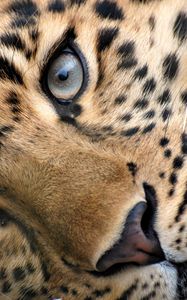 Preview wallpaper leopard, face, eyes, relax, grass