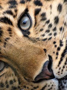 Preview wallpaper leopard, face, eyes, relax, grass