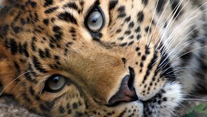 Preview wallpaper leopard, face, eyes, relax, grass