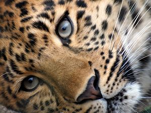 Preview wallpaper leopard, face, eyes, relax, grass