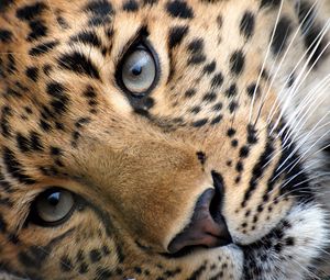Preview wallpaper leopard, face, eyes, relax, grass