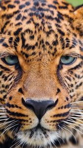 Preview wallpaper leopard, face, eyes, big cat