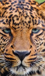 Preview wallpaper leopard, face, eyes, big cat