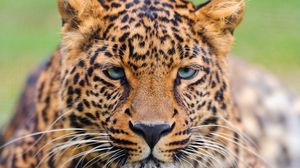 Preview wallpaper leopard, face, eyes, big cat
