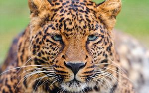 Preview wallpaper leopard, face, eyes, big cat