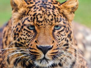 Preview wallpaper leopard, face, eyes, big cat