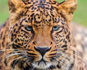 Preview wallpaper leopard, face, eyes, big cat