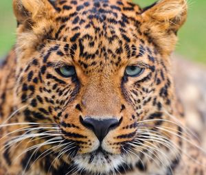 Preview wallpaper leopard, face, eyes, big cat