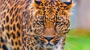 Preview wallpaper leopard, face, grass, big cat, predator