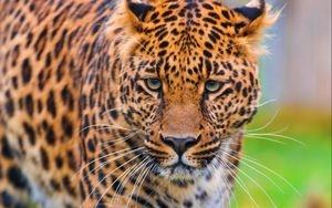 Preview wallpaper leopard, face, grass, big cat, predator