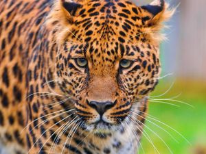 Preview wallpaper leopard, face, grass, big cat, predator