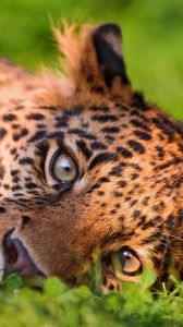 Preview wallpaper leopard, face, grass, lie