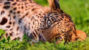 Preview wallpaper leopard, face, grass, lie