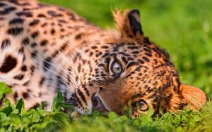 Preview wallpaper leopard, face, grass, lie