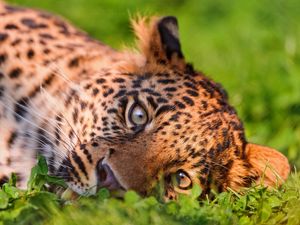 Preview wallpaper leopard, face, grass, lie