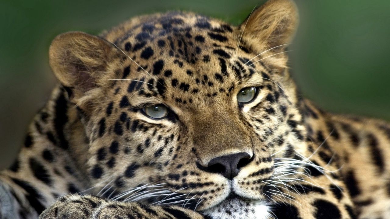 Wallpaper leopard, face, look, tired, spotty